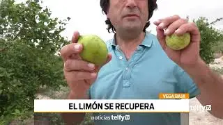 Subida Precio Limones &ndash; Vega Baja