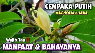MANFAAT BUNGA CEMPAKA PUTIH & BAHAYANYA ‼️ BUNGA KANTIL | Magnolia &times; alba #cempakaputih #bungakantil