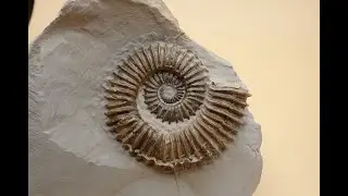 Aegocrioceras aus einer Geode pr&auml;parieren Part 2 Zeitraffer
