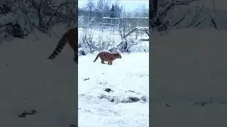 Moscow Zoo #russia #virelshorts