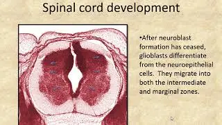development of the spinal cord