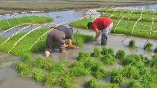 Plucking Rice Seedlings From The Treasury For Manual Planting