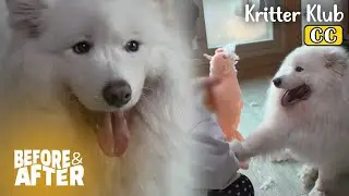 Why Is The Samoyed Blamed For All The Mess Made At Home? I Before & After Ep 129