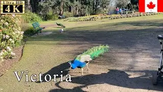🇨🇦Victoria Winter Walk - Beacon Hill Park -【4K 60fps】