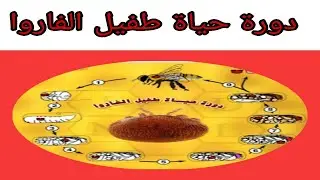 دورة حياة طفيل الفاروا
