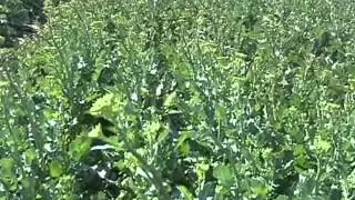 CanolaTV- Ron Hays with Heath Sanders