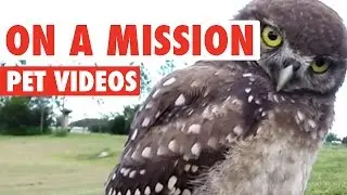 Pets On A Mission || Funny Animal Compilation