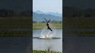 Eagle catches alligator!#wildlife #wildanimals #eagle