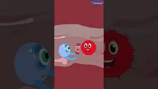 How does Our Immune System&nbsp;Works | Diabexy
