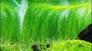 Ситняг Гигантский (Eleocharis sp. Xingu)