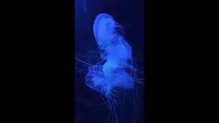 Sleep in the Deep Jellyfish in Dark Ocean with Calming Music
