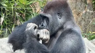 gorilla 瘡蓋が気になるゲンタロウ【2025年‎12月19日】【上野動物園】ゴリラ💗