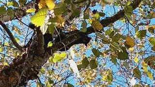 Bird Sounds..It's Hidden Type Seen When You See It