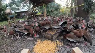 DUCKS  ATTACK AGAIN