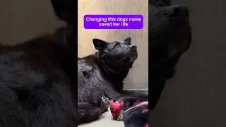 A simple name change saved this shelter dogs life 🥹