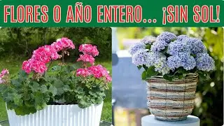 🌸 12 Plantas Con FLORES Todo el Año Sin Mucho Sol