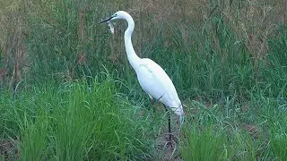 大白鷺/Great Egret