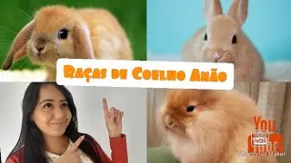 Ra&ccedil;as de Mini Coelhos ou Coelho An&atilde;o
