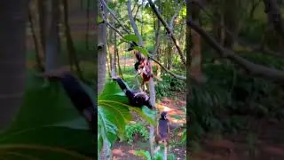 Jungle Rescue 🐒💥 | Capuchin Monkeys Team Up