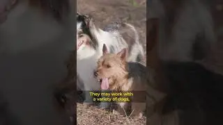 Ever wondered What's the difference between a Dog Trainer and a Dog Behaviorist