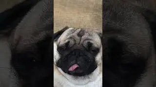 Paddington&rsquo;s Brief Cuteness Pause #PugLife#CuteDogs#DogMoments#zenmoments#zenpug
