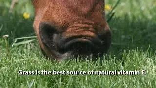 Grazing Management for Sugar Sensitive Horses