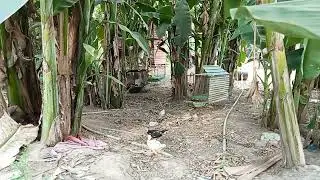 How to feed animal, Daily life [KH Primitive Technology 【HD】Highlight  Part4