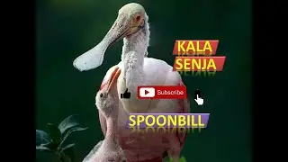 SPOONBILL