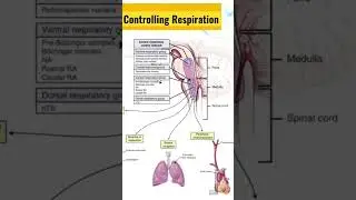 Which Part of the Brain Controls Our Respiration? | Learn How Respiration is Regulated by the Brain