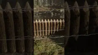 Как пройти баг с бесконечным бревном в одиночку | Sons of the Forest #sonsoftheforest