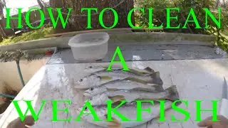 HOW TO CLEAN A WEAKFISH (YELLOW TROUT)