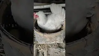 #shorts #whitehen