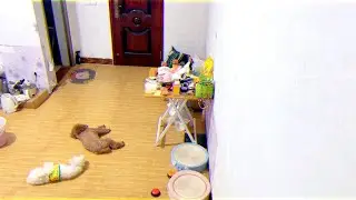 东西搬不动监控叫狗狗来帮忙#监控下的一幕 #狗子成精了 #逗你一笑😅😅😅烦恼忘掉 #动物的迷惑行为 #创作灵感