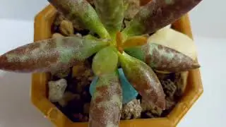 my humble adromischus collection | hoping for more blessings