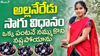 ఒకప్పుడు ఒకేపంట వేసేవాడిని ,జాతీయ అవార్డు కూడా తీసుకున్న | Jamun Farming |