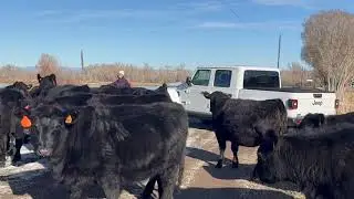 Herd Quitter&reg; Minute - No 