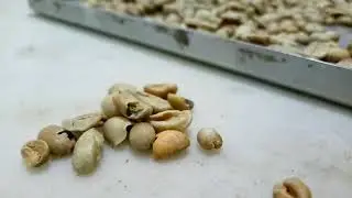Quality Control Defect Pada Green Bean Kopi