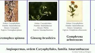 Angiospermas, ordem Caryophyllales, fam&iacute;lia Amaranthaceae maireana angiosperms acuminata tomentosa