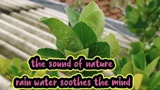 Sound Of Nature Rain Water Soothes The Mind #naturesounds #waterstreamsounds #anxietyrelief #ambient