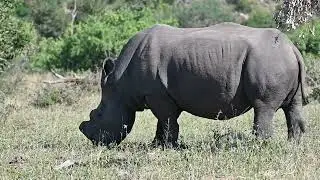 Kruger National Park -  May 2025 (Part 01)