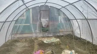 Result of cauliflower seedlings after treated with Ash /solution of seedling damping off naturally