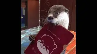 【カワウソ】インフルエンサーカワウソひらりくんのお仕事 （伊勢シーパラダイス／#shorts／水族館）