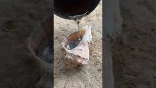 Molten Metal Poured Into Snail Shells #shorts #viralvideo #reels