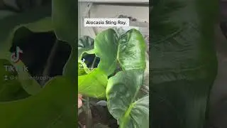 Alocasia Stingray. Growing so good #alocasia #houseplants #tropicalplants #plants #leaf #stingray