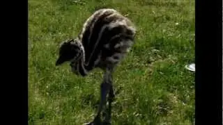 Gerry the Emu