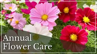 Annual Flower Care | How To Grow Annuals | Caring for Annual Flowers | Summer Flower Gardening Tips