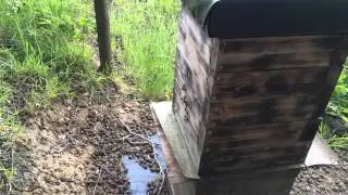 Japanese Hive - Swarm Moved in !