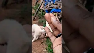 This one bit me 🥹🥹🥹🥹 #shots #shortmusic #petshub #pets #shortsvideo #shortsongs