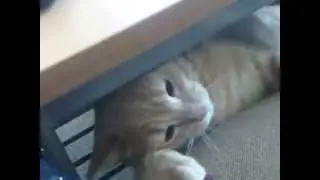 HI my name is Monster Max Garfield Fattie Blackberry