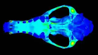 FEA Model of Canis simensis (Axial Slicing)